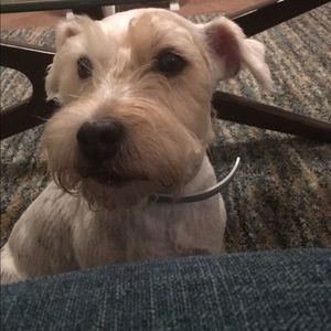Meet your Posher, Abby